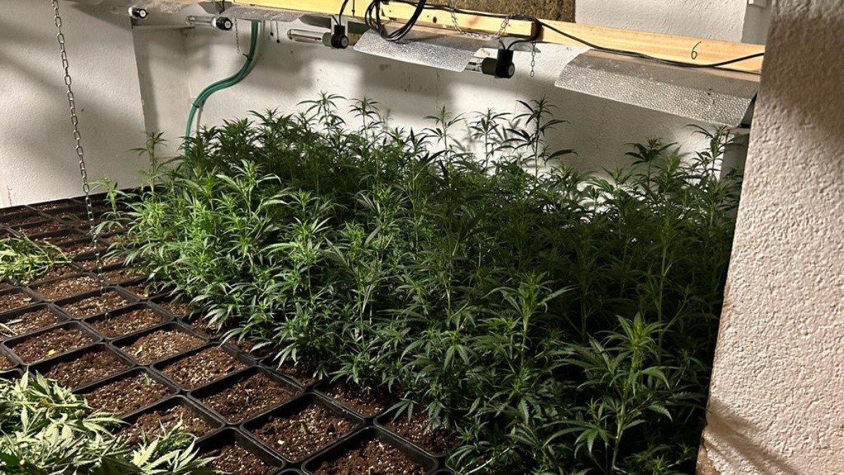 Imatge d'algunes de les plantes de marihuana que es van trobar en l'habitatge.