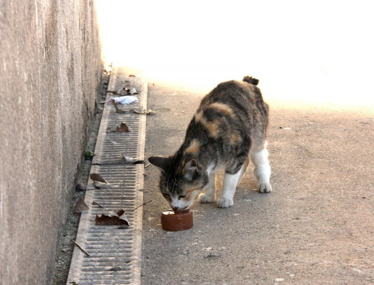 Un gat de carrer, en imatge d'arxiu