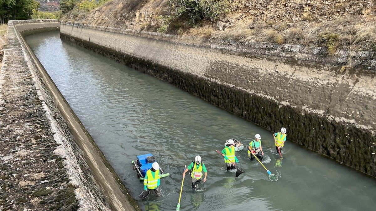 Un equip de tècnics rescatant peixos al canal