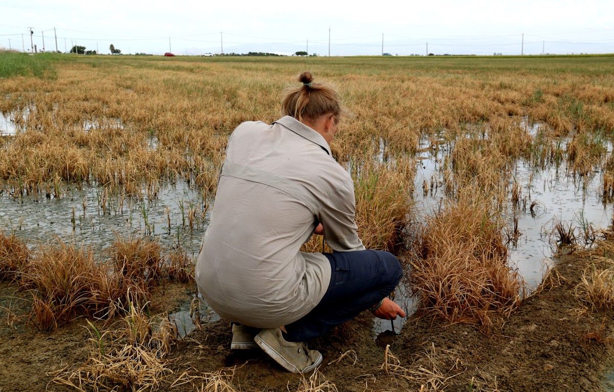 Un arrossaire mesura la salinitat amb un mesurador en un camp d'arròs assecat per la falta d'aigua dolça  