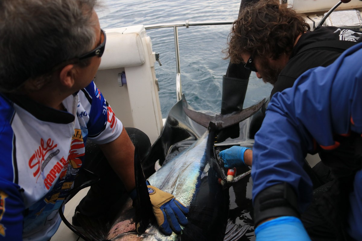 Un investigador francès es disposa a col·locar un dels marcadors a una tonyina seleccionada a l'Ametlla de Mar per a la investigació liderada pel grup IFREMER  