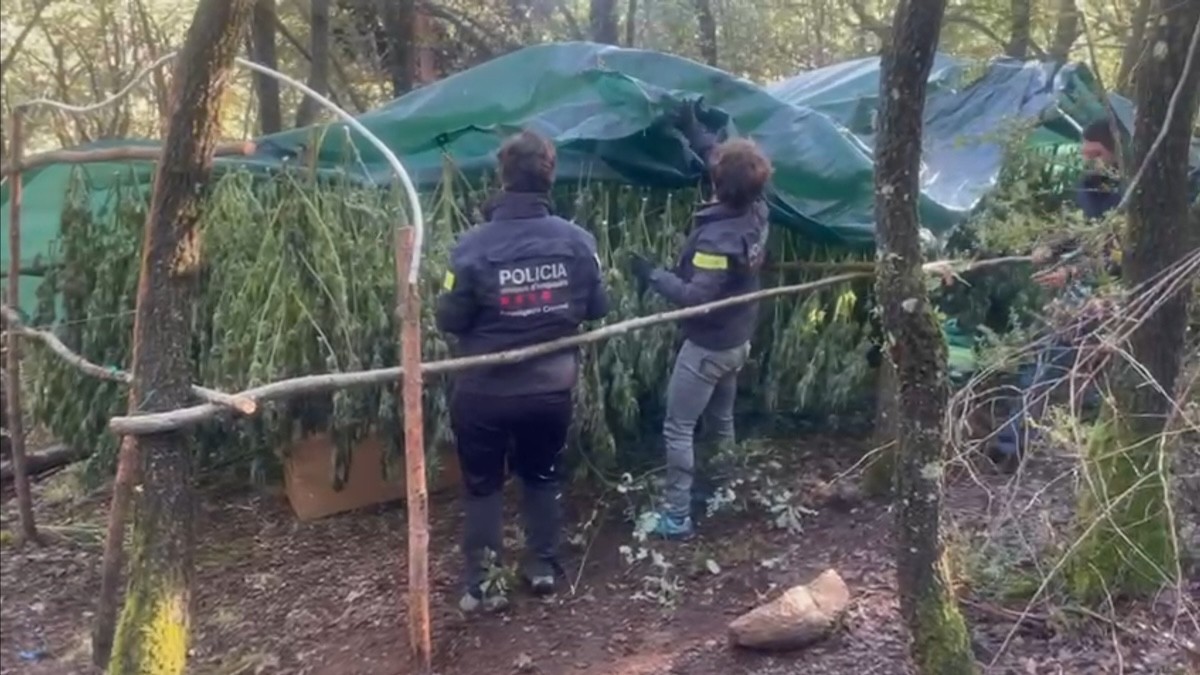 Dos agents de la policia amb plantes de marihuana trobades al Pallars