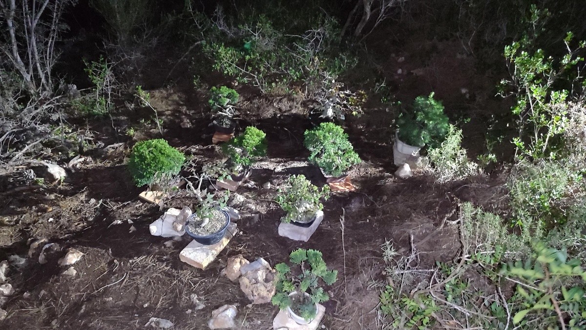 Imatge d'alguns dels bonsais robats que van ser recuperats pels Mossos d'Esquadra.