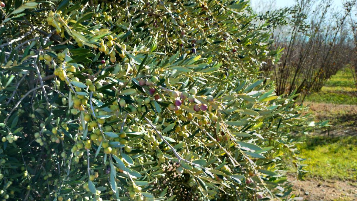 Una olivera carregada d'olives, en una finca del Camp de Tarragona.