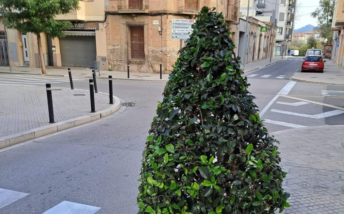 Un dels arbres del carrer Llarg de Sant Vicent a Ferreries, Tortosa 
