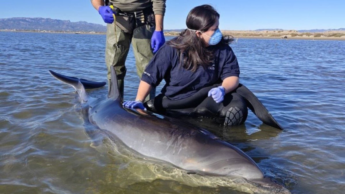 El dofí va quedar atrapat a la badia del Fangar, al Delta de l'Ebre.