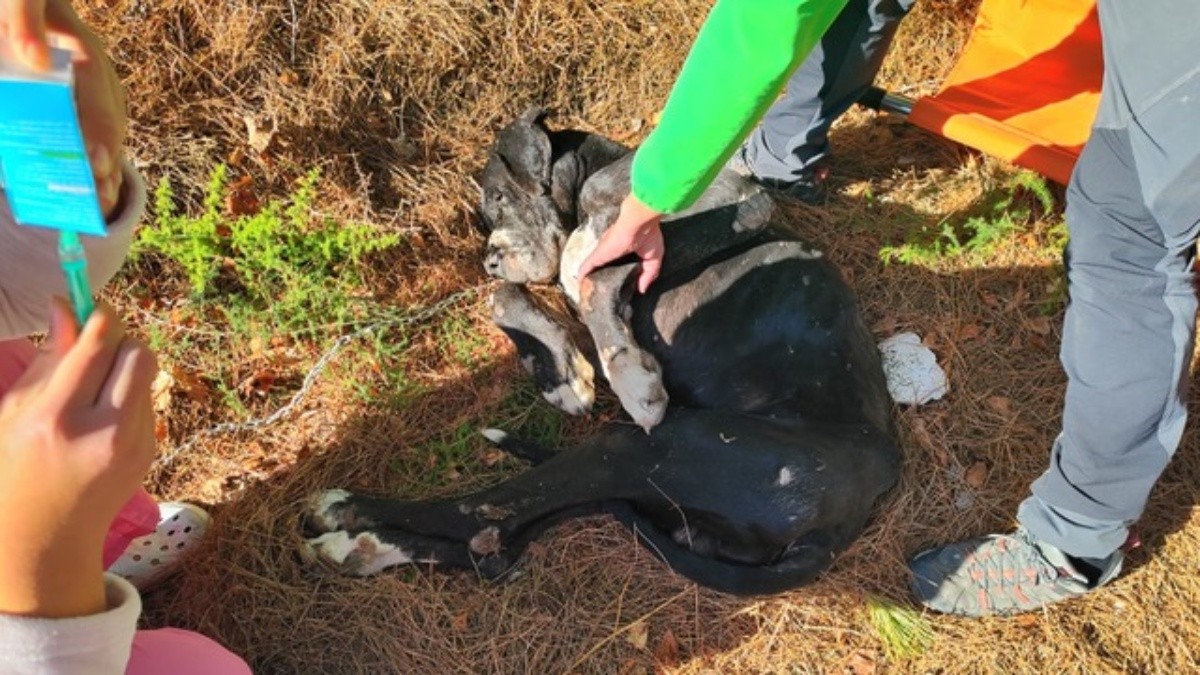 El gos maltractat va ser trobat per una família que passejava per la zona del cementiri de la Bisbal del Penedès.