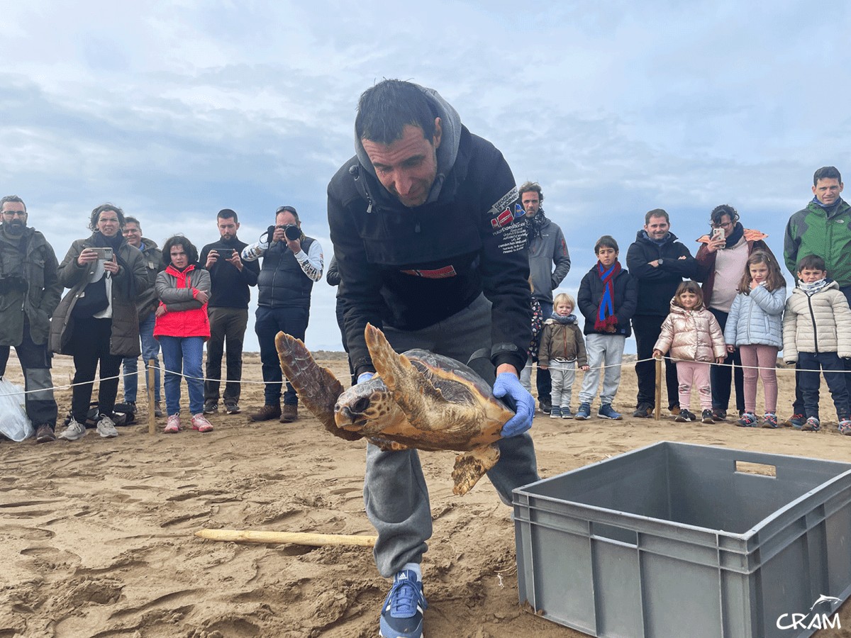 Un pescador ebrenc alliberant una tortuga marina al Delta de l’Ebre 