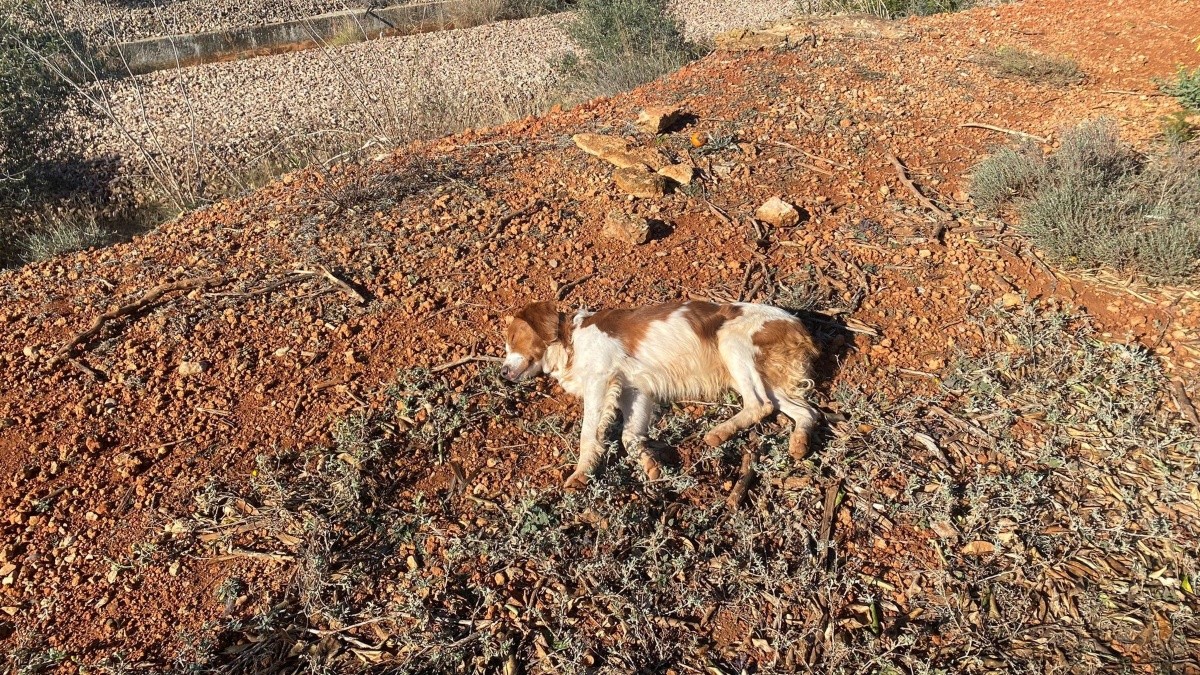 Imatge del gos que va ser rescatat per agents del Seprona a Tortosa.