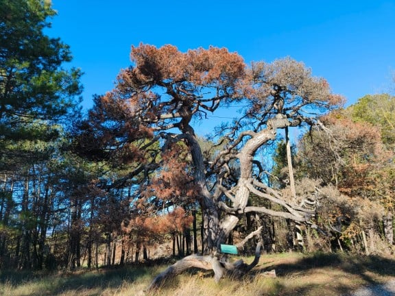 Vés a: Mor un dels primers arbres monumentals del Solsonès 