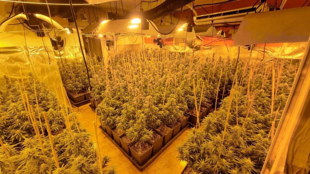 Els Mossos van trobar una plantació amb unes 2.000 plantes de marihuana en una casa de Mont-roig.