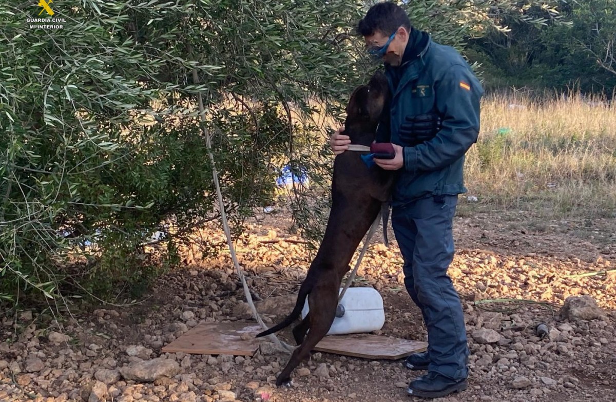 Un agent del Seprona amb el gos rescatat de les males condicions de vida que tenia en una finca de Tortosa 