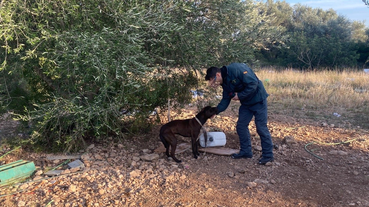 Agents del Seprona van localitzar el gos maltractat en una finca aïllada de Tortosa.