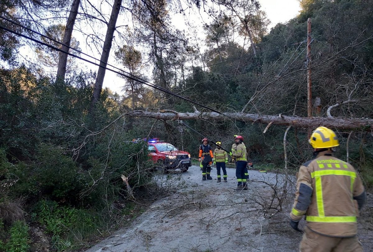 Un arbre caigut a la BV-2410 a Olesa de Bonesvalls per la forta ventada  