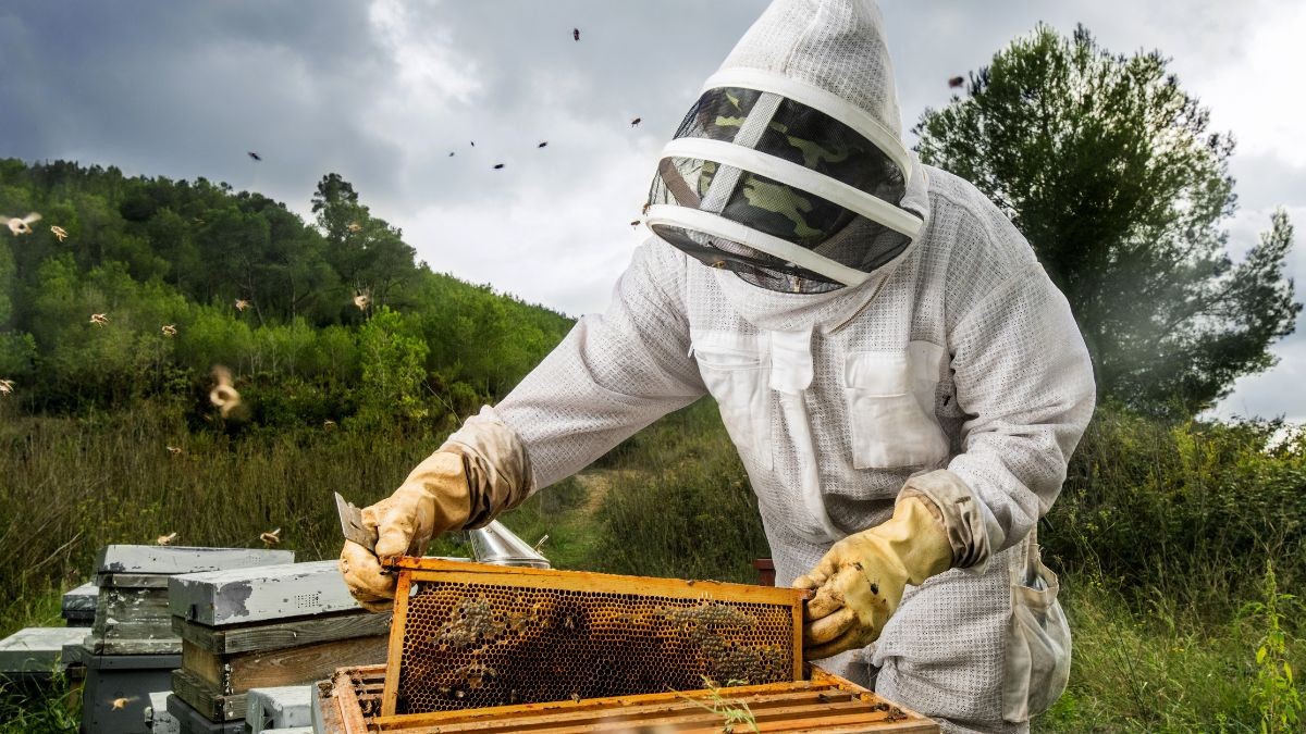 Els apicultors avisen que la sequera amenaça la supervivència de les abelles.