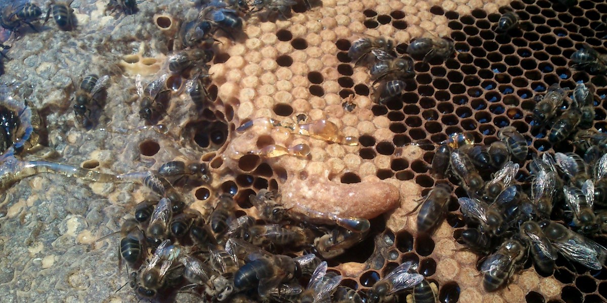 Una bresca plena d'abelles  