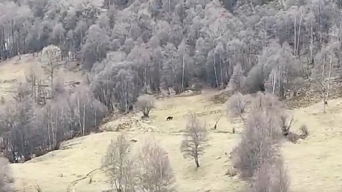 Un os bru fugint en plena batuda de caça a l'Alt Pallars