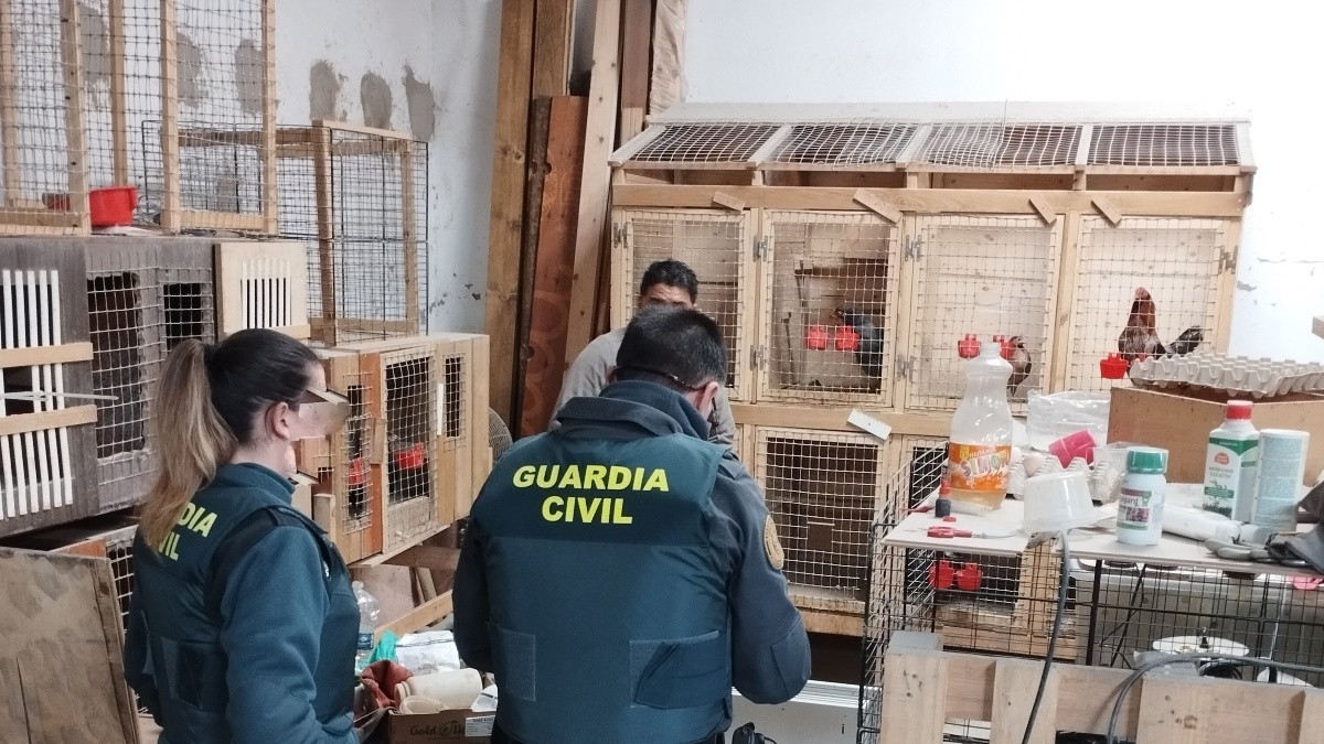 Els agents del Seprona van trobar fins a 12 galls en gàbies en una de les naus agrícoles.