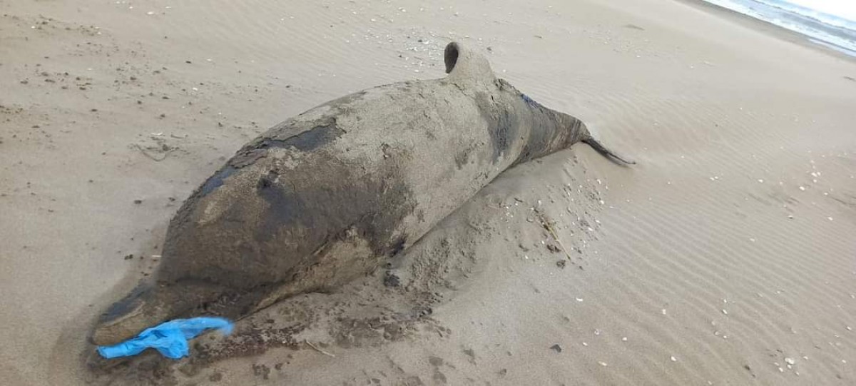 Dofí mort aparegut a la platja del Trabucador 