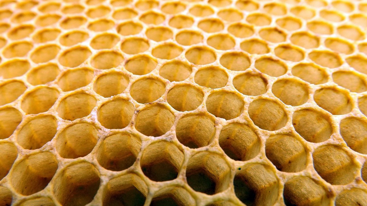 Un rusc d'abelles