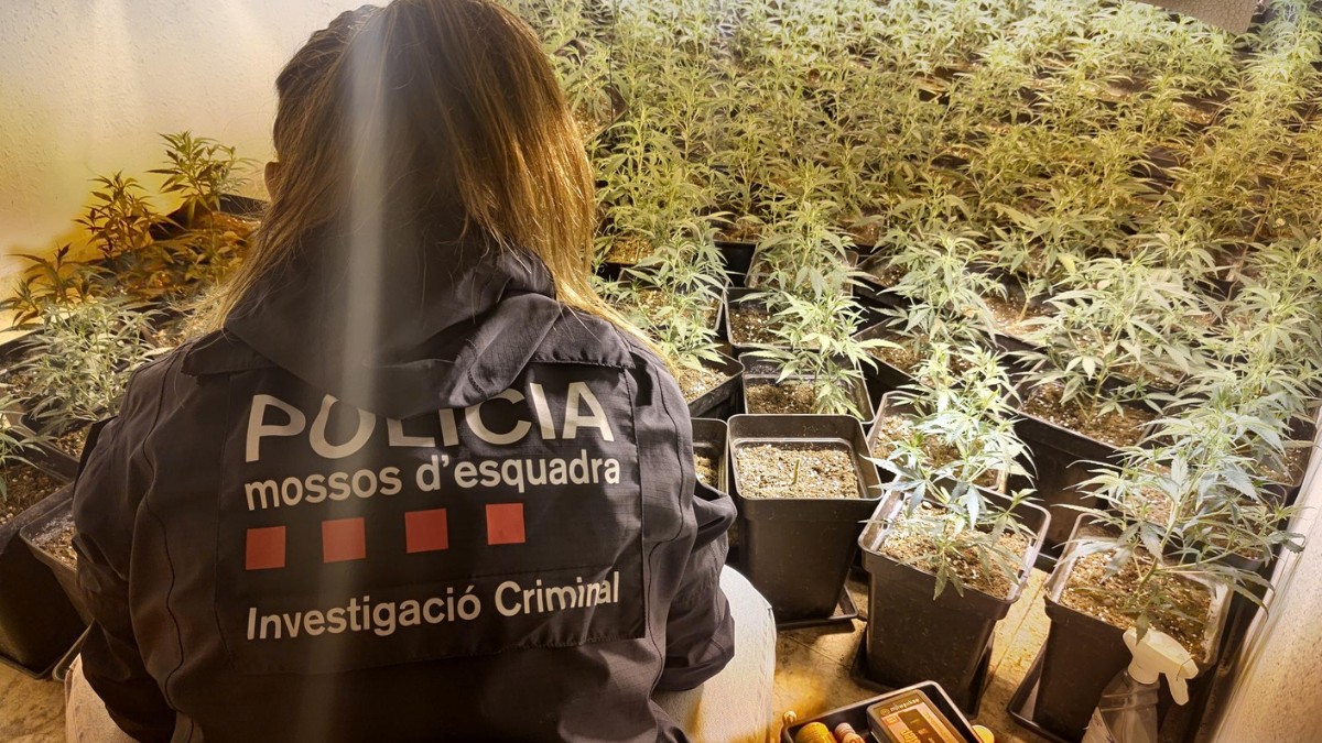 També s'han trobat 155 plantes de marihuana