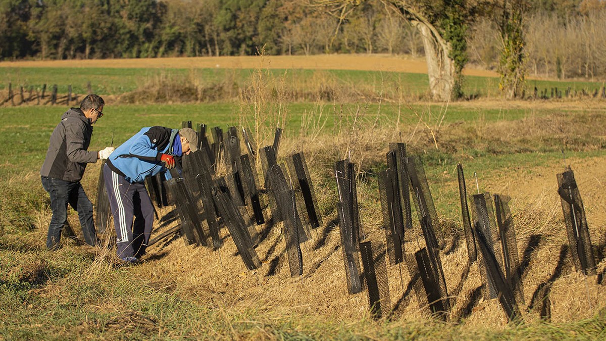 Usuaris de la Fundació Areté fent treballs de revegetació dels marges agrícoles a la Plana de Vic.