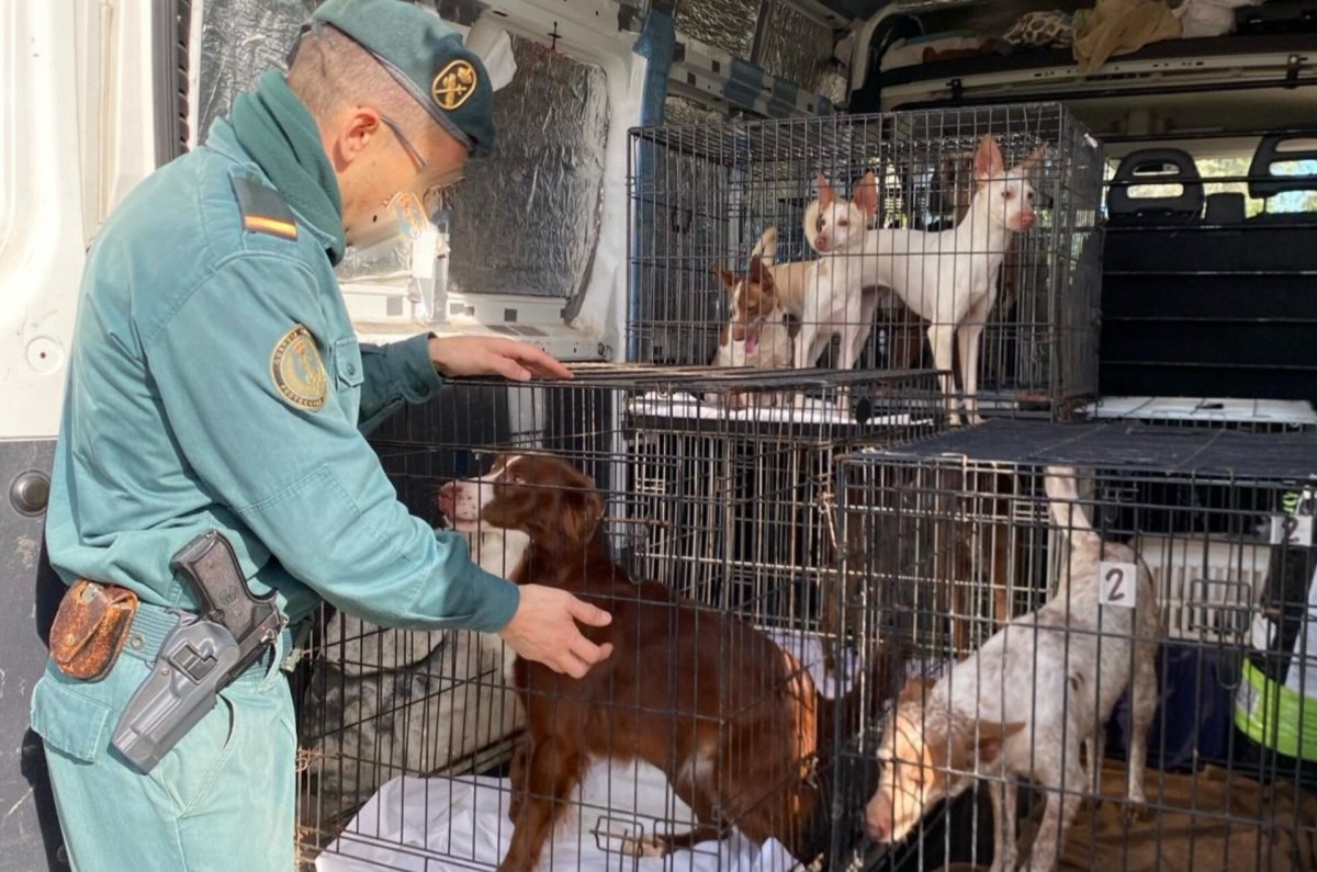 Gossos interceptats per la Guàrdia Civil al Perelló per portar-los a la protectora d'animals 