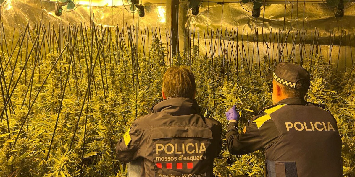 Plantació de Marihuana en una nau industrial al Polígon industrial Baix Ebre de Tortosa 