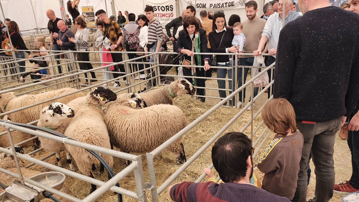 Exposició de bestiar del Mercat del Ram del Vic 2024.