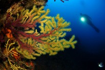 Vés a: Cal protegir el corall vermell a les costes catalanes
