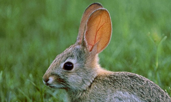 Imatge d'un conill