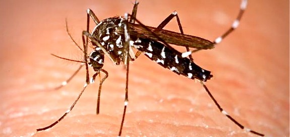 El mosquit tigre es caracteritza per tenir part del cos ratllat