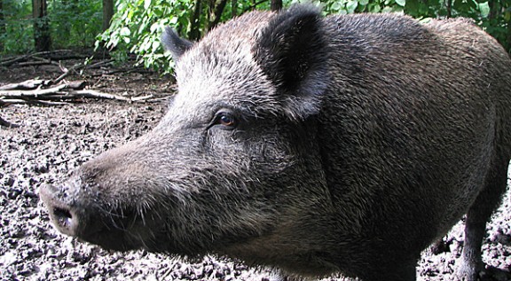 Un porc senglar, en una imatge d'arxiu