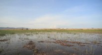 Vés a: ERC vol el delta del Llobregat en el Pla de Protecció de Zones Humides
