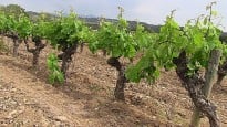 Vés a: Parés Baltà presenta Silvestris 2011, el seu primer vi natural