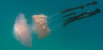 Vés a: Nova amenaça al delta de l'Ebre: ara les meduses australianes