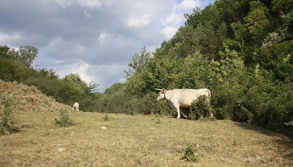 Una vaca pasturant per una feixa ben esgrogueïda per la sequera