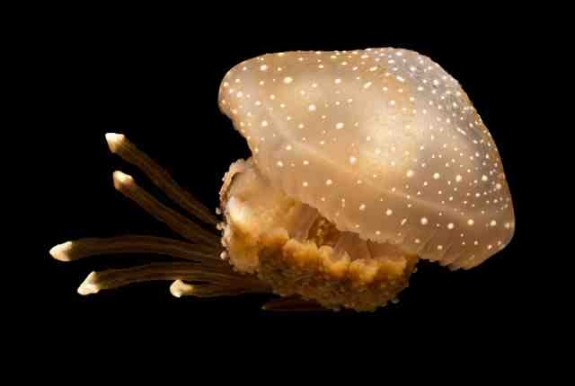 La proliferació de meduses, en augment en els darrers 50 anys