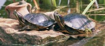 Vés a: La tortuga marina, amb problemes al litoral català