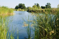 Vés a: CiU, PSC i PP voten contra la protecció del delta del Llobregat