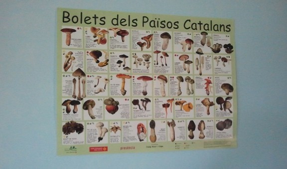 Un pòster de bolets dels Països Catalans enerva els blavers aragonesos