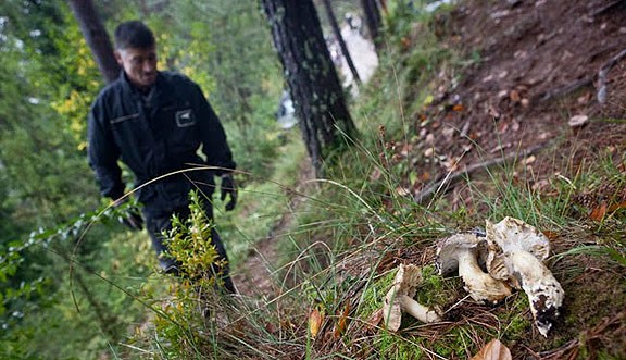 Un boletarie, en un bosc