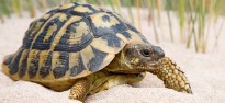 Vés a: La tortuga marina, amb problemes al litoral català