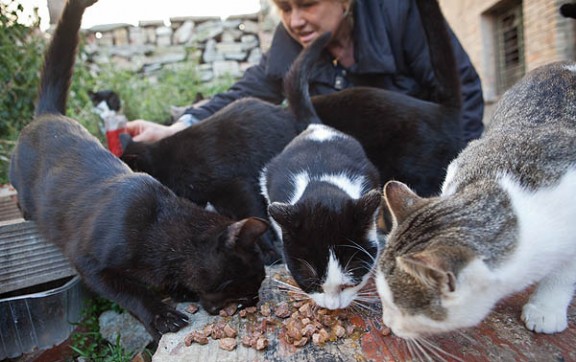Una senyora dona de menjar una colònia de gats.
