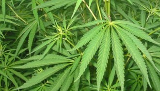 Vés a: CiU i ERC negocien al Parlament la regulació del cànnabis