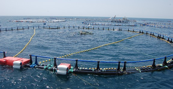 Granja de tonyina del grup Balfegó a l'Ametlla de Mar