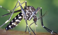 Vés a: Els tractaments contra la mosca negra eliminen el 100% de les larves