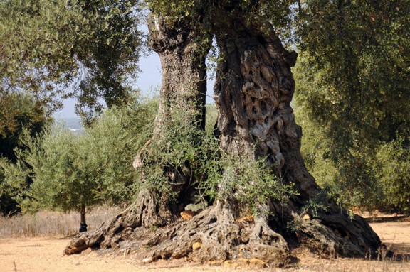Les oliveres mil·lenàries formen part del paisatge ebrenc.