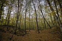 Vés a: Martí Boada: «S'exalta el bosc com si fos una cosa sagrada que no es pot tocar»