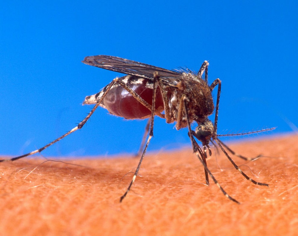 Un exemplar de mosquit picant un humà